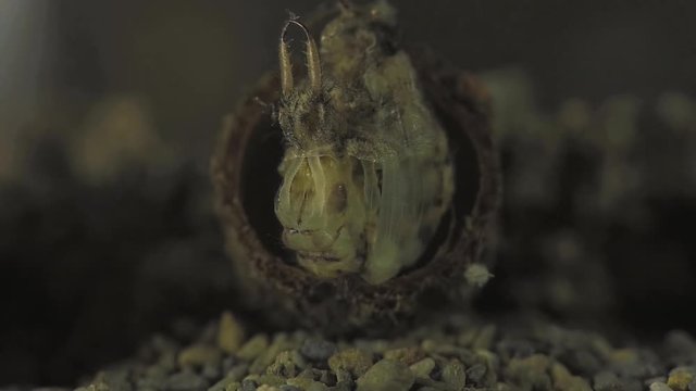 Antlion metamorphosis 1135 6