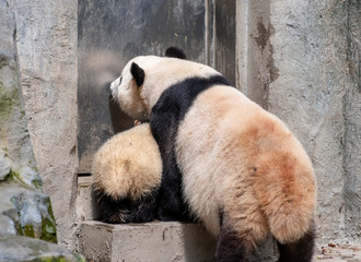The daily life of a giant panda at Chengdu Panda Base.