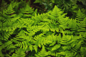 Fototapeta na wymiar Green fern in the forest. Small texture green ferns for background