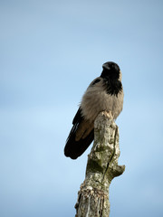 The Gray Crow (Corvus cornix) sits at the end of a dead tree pole. Sky in the background.