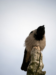 The Gray Crow (Corvus cornix) sits at the end of a dead tree pole. Sky in the background.