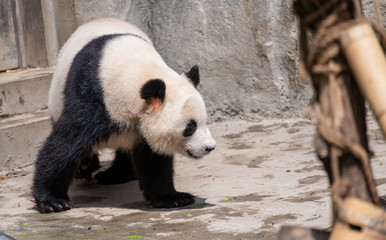 Fototapeta premium The daily life of a giant panda at Chengdu Panda Base.