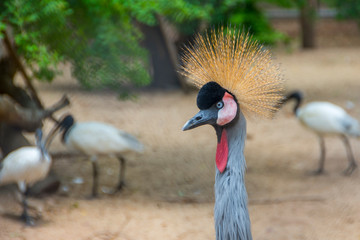 Fototapeta premium Gray crowned crane in the zoo is a rare species.