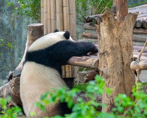 The daily life of a giant panda at Chengdu Panda Base.