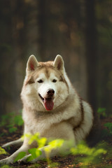 Beautiful and happy Siberian Husky dog lying in the forest at golden sunset in spring