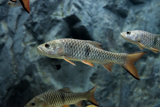 hampala barb in freshwater aquarium. Wildlife animal.
