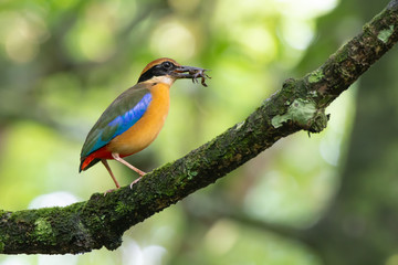 Pitta in the wild with natural blurred background,low angle  view..Mangrove pitta bird perching on Rhizophora tree with crab in beak for feeding their new born babies in breeding season .