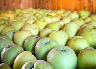New harvest apples laid in rows in the attic