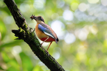 Pitta in the wild with natural blurred background,low angle  view..Mangrove pitta bird perching on Rhizophora tree with crab in beak for feeding their new born babies in breeding season .
