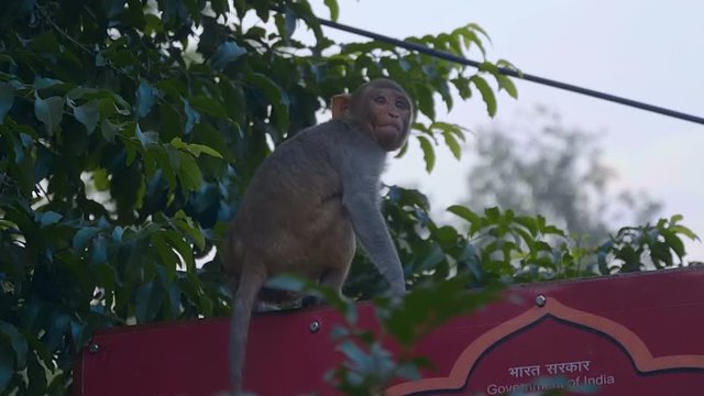 The little monkey was frightened of something, jumped from the height to the asphalt and ran away, in front of another monkey. Alpha male tastes food, India. Slow mo, slo mo, slow motion, high speed c