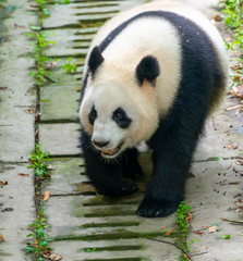 The daily life of a giant panda at Chengdu Panda Base.