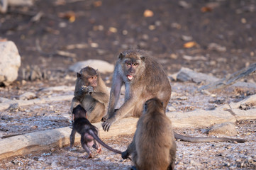 Crab eating macaque family..Adult long tailed macaque with a babies  baring teeth to another in  mangrove forest of phuket ,Thailand..