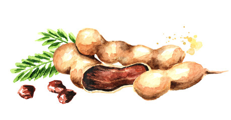 Fresh tamarind fruits and leaves. Watercolor hand drawn horizontal illustration, isolated on white background