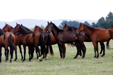 Horses on the pasture