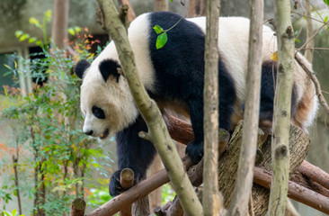 Obraz premium The daily life of a giant panda at Chengdu Panda Base.