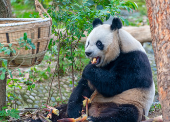 The daily life of a giant panda at Chengdu Panda Base.