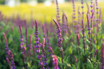 Obraz premium Blue Salvia flowers blooming in the field with blur background