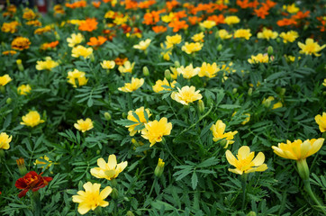 Whole blue flowers close up. Flowers grow in a greenhouse. The concept of selling plants, flower business.