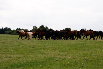 Horses on the pasture