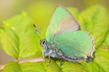 Green butterfly closeup sits on the green leaves of the plant. Summer macro photo. The amazing world of insects.