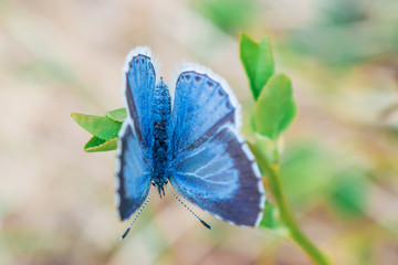 Fototapeta premium Blue butterfly closeup sits on the green leaves of the plant. Summer macro photo. The amazing world of insects.