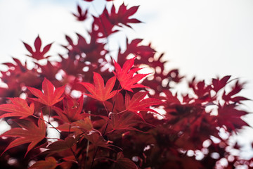 Red maple leaves with blue sky blurred background,