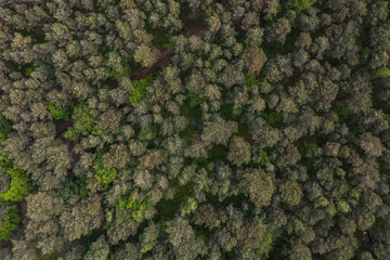 top down aerial shot of the forest.