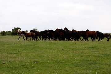 Horses on the pasture