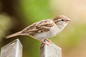 Bird at Villa Borghese, Rome