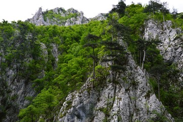 Fototapeta na wymiar large rocks and trees on them