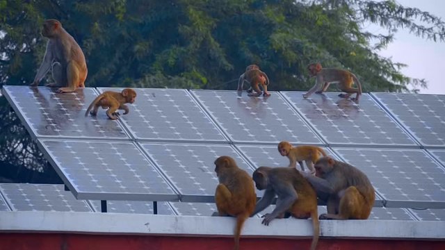 A Flock Of Monkeys On The Roof Of The House, Where There Are Solar Panels And The Cubs Run On Them, India. Slow Mo, Slo Mo, Slow Motion, High Speed Camera