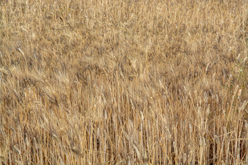 Fields with ripe dried pasta durum wheat in Sicily, Italy, ready for harvest