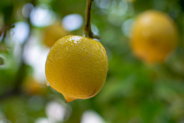 Ripe lemons citrus fruits hanging on lemon tree