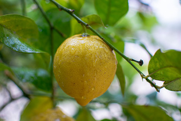 Ripe lemons citrus fruits hanging on lemon tree