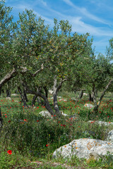 Fototapeta na wymiar Olive trees growing on plantanions in Italy