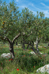 Olive trees growing on plantanions in Italy