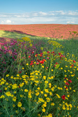 Flora of Sicily, colorful flossom of wild flowers, peas and French honeysuckle, pink sulla flowers on meadow in mountains, production of natural bio honey.