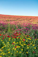 Flora of Sicily, colorful flossom of wild flowers, peas and French honeysuckle, pink sulla flowers on meadow in mountains, production of natural bio honey.