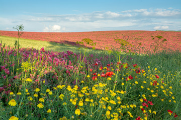 Fototapeta premium Flora of Sicily, colorful flossom of wild flowers, peas and French honeysuckle, pink sulla flowers on meadow in mountains, production of natural bio honey.