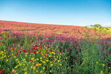 Flora of Sicily, colorful flossom of wild flowers, peas and French honeysuckle, pink sulla flowers on meadow in mountains, production of natural bio honey.