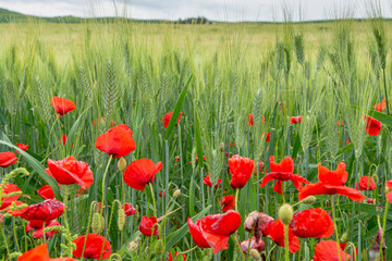 Fields with unripe green pasta durum wheat and red poppies on Sicily, Italy