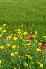 Flora of Sicily, colorful flossom of wild flowers on meadow in mountains, production of natural bio honey.