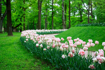 Group of overblown tender pink variegated multi-petalled tulips grows on a flower bed.Gatchina Park, flower hill.