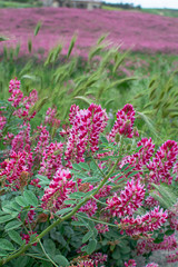 Flora of Sicily, colorful flossom of wild flowers, peas and French honeysuckle, pink sulla flowers on meadow in mountains, production of natural bio honey.