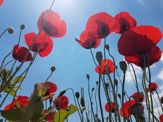 Obraz premium maki niebo upword słońce na białym tle w niebieskim tle