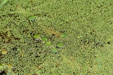 Callitriche stagnails (water starwort) in the pond.