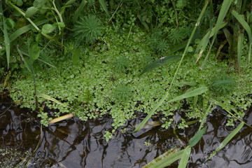 Callitriche stagnails (water starwort) in the pond.