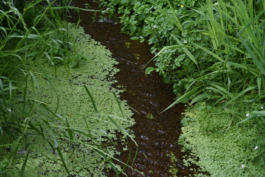 Callitriche stagnails (water starwort) in the pond.