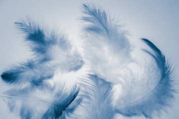 Beautiful abstract color white and blue feathers isolated on white background pattern and wallpaper