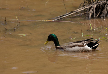 Mallard Duck